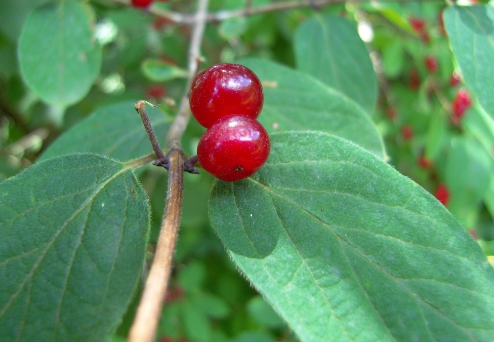 Petits rouges...pas à boire!