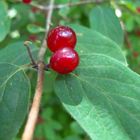 Petits rouges...pas à boire!