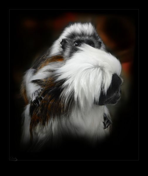 Petits singes mignons