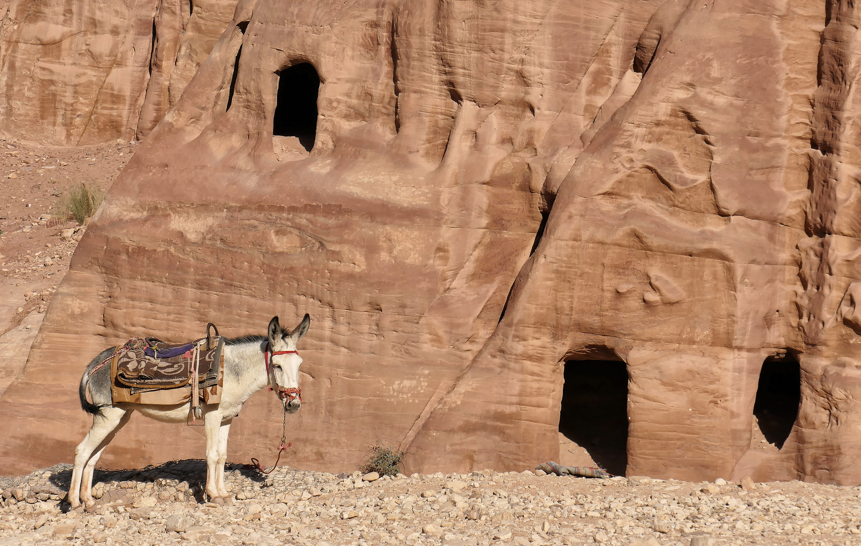 Petra * ein Sterne Hotel mit Transfer