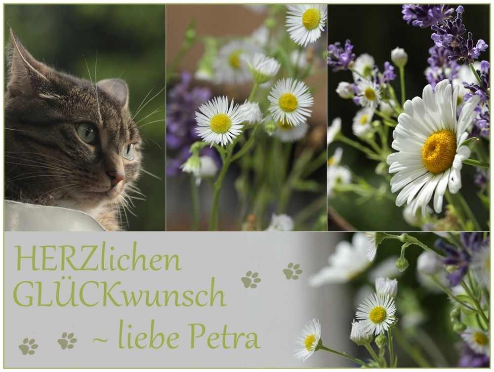 Petra hat Geburtstag Foto & Bild spezial, geburtstag