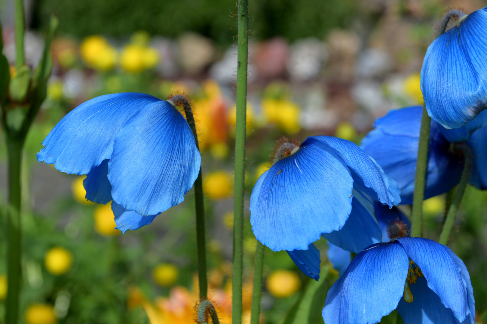 Petras Steinsammlung und Blumen 2