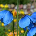 Petras Steinsammlung und Blumen 2