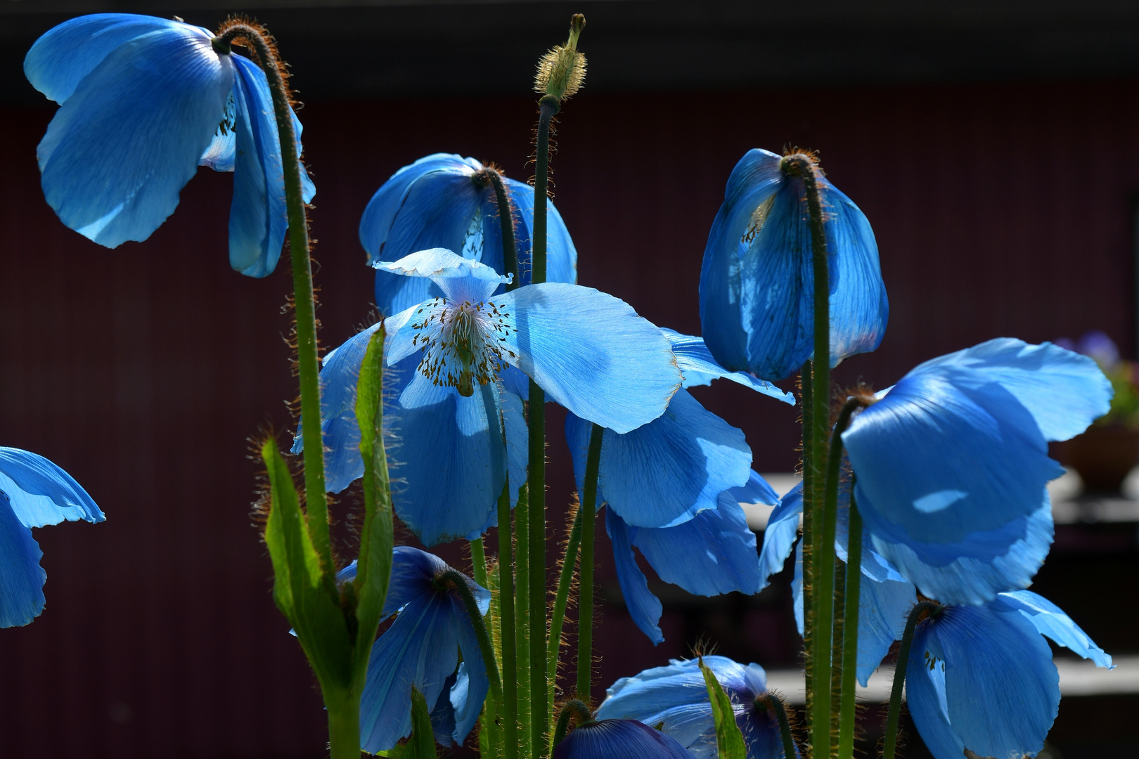 Petras Steinsammlung und Blumen 3