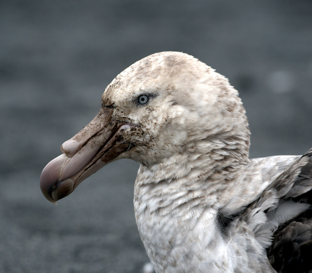 Petrel