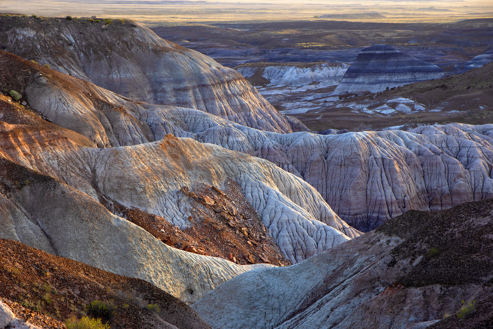 Petrfied Forest and Blue Mesa