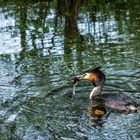 Petri heil, bei Podiceps cristatus