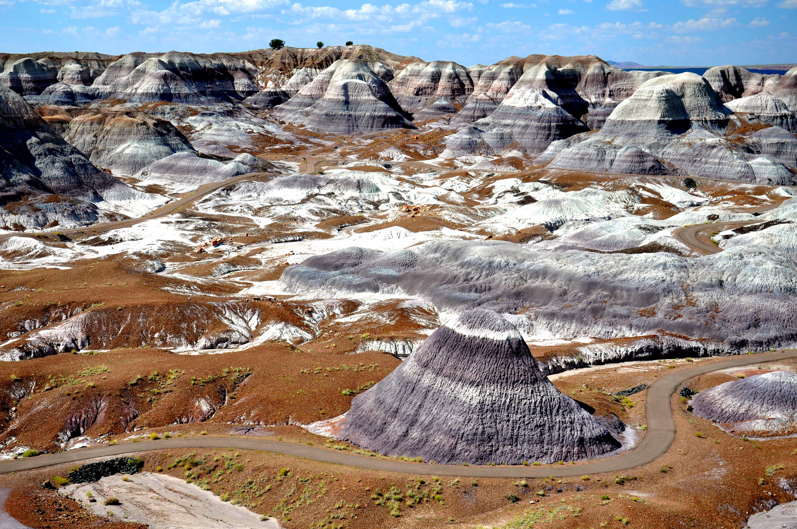 Petrified Arizona 