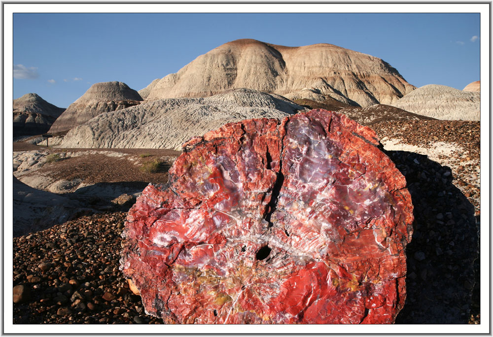 Petrified forest