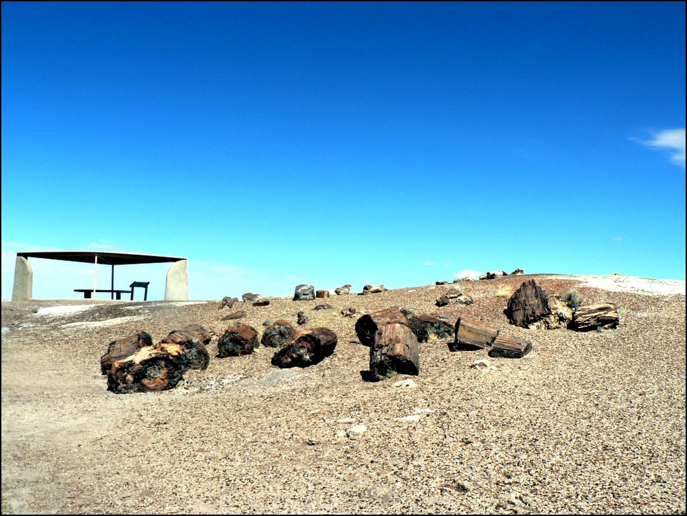 petrified forest