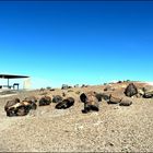 petrified forest