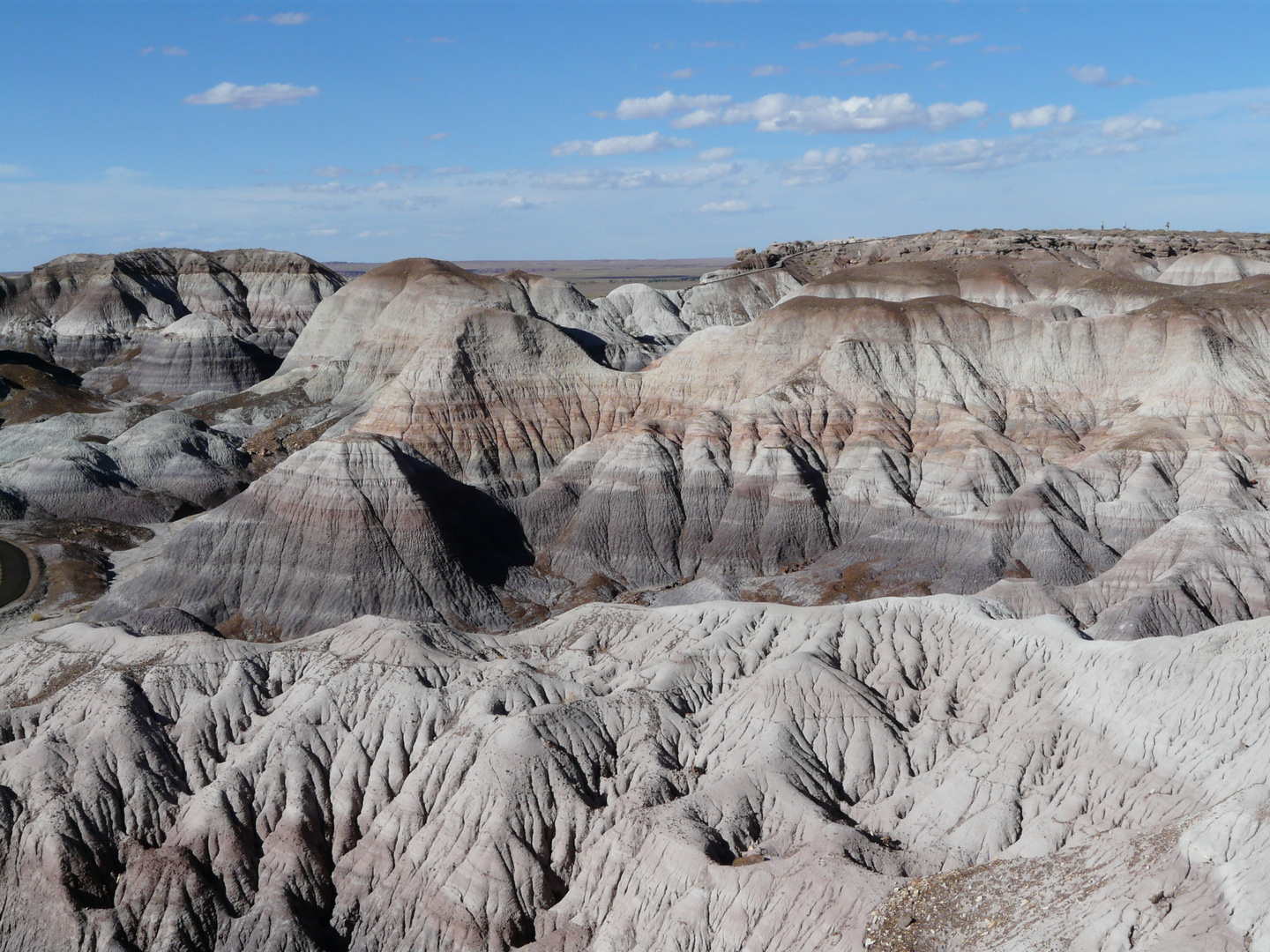 Petrified Forest #3