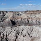 Petrified Forest #3