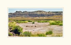 Petrified Forest