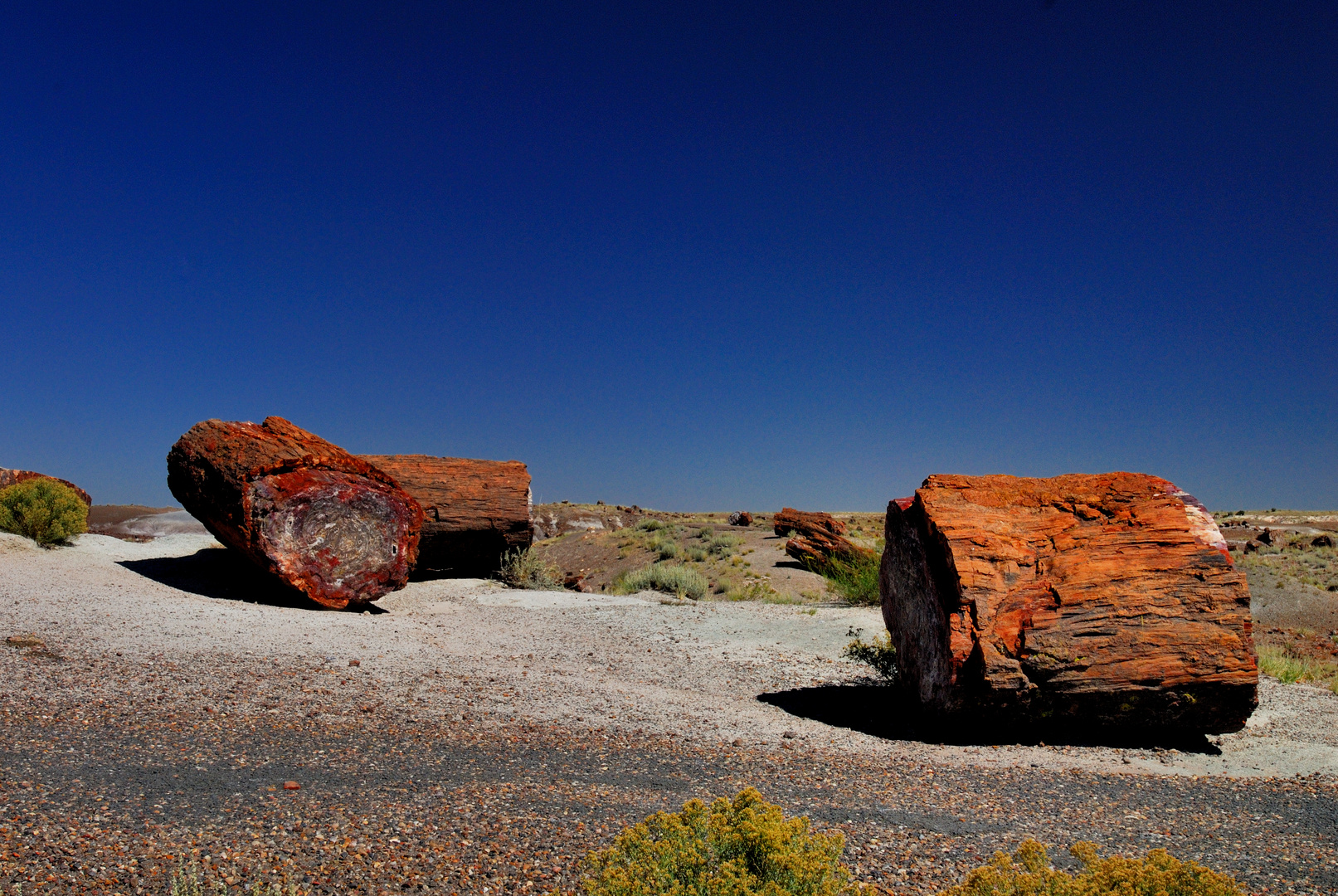 Petrified Forest