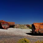 Petrified Forest