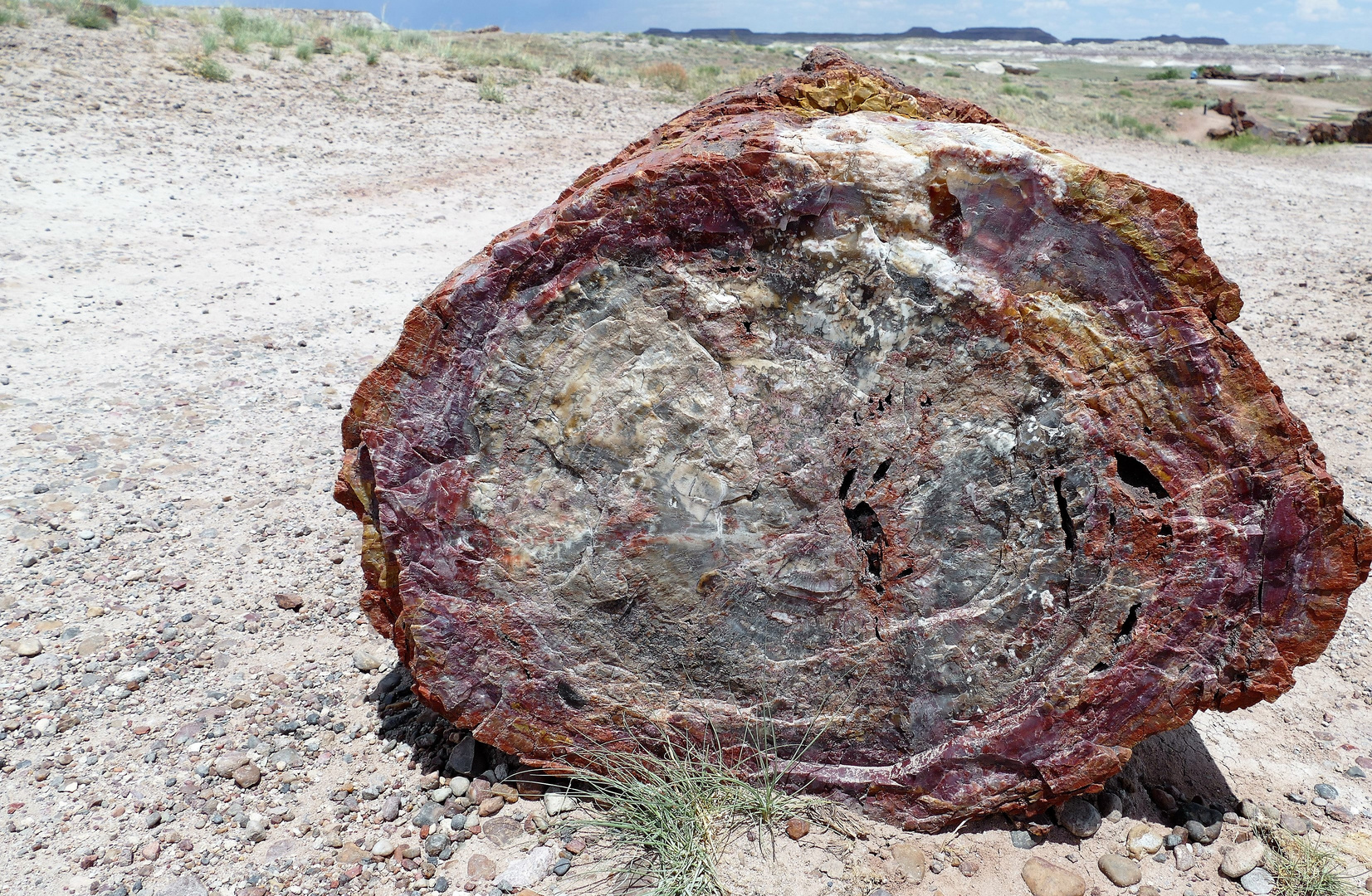 Petrified Forest