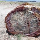 Petrified Forest