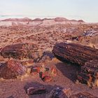 Petrified Forest