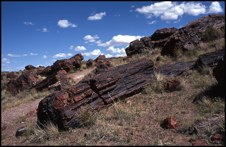 Petrified Forest