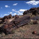 Petrified Forest