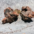 "Petrified Forest - der versteinerte Wald"