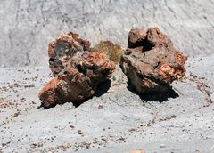 "Petrified Forest - der versteinerte Wald"