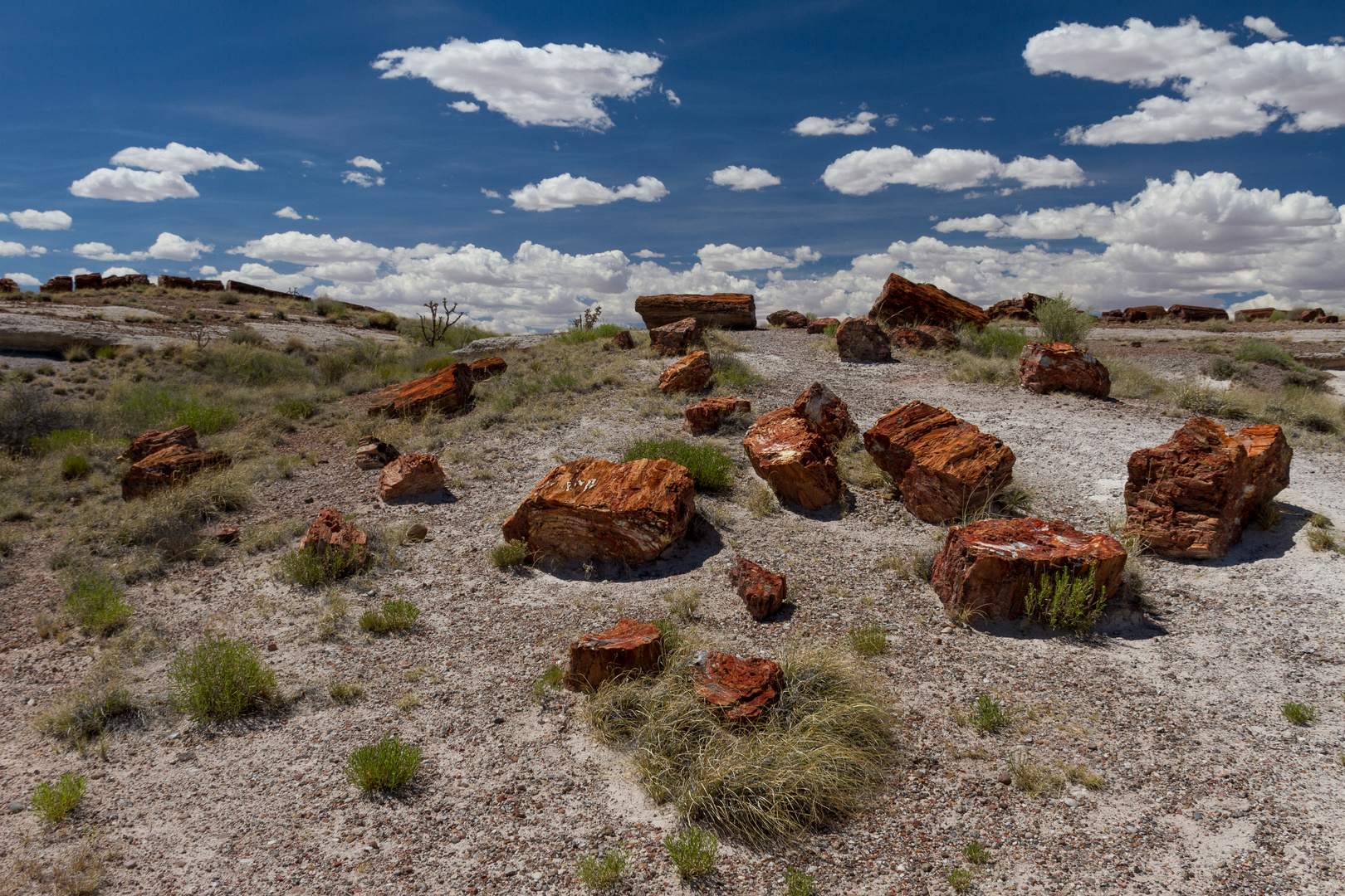 Petrified Forest