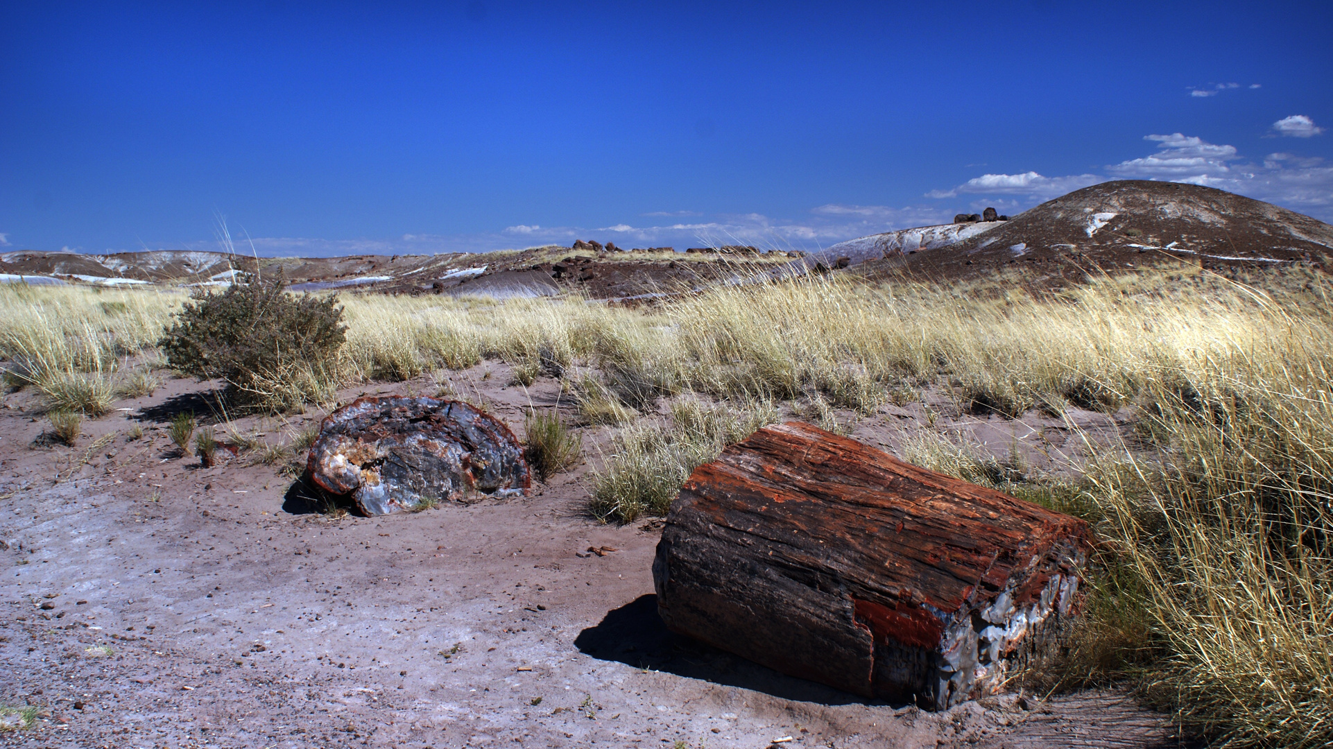 Petrified Forest