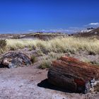 Petrified Forest