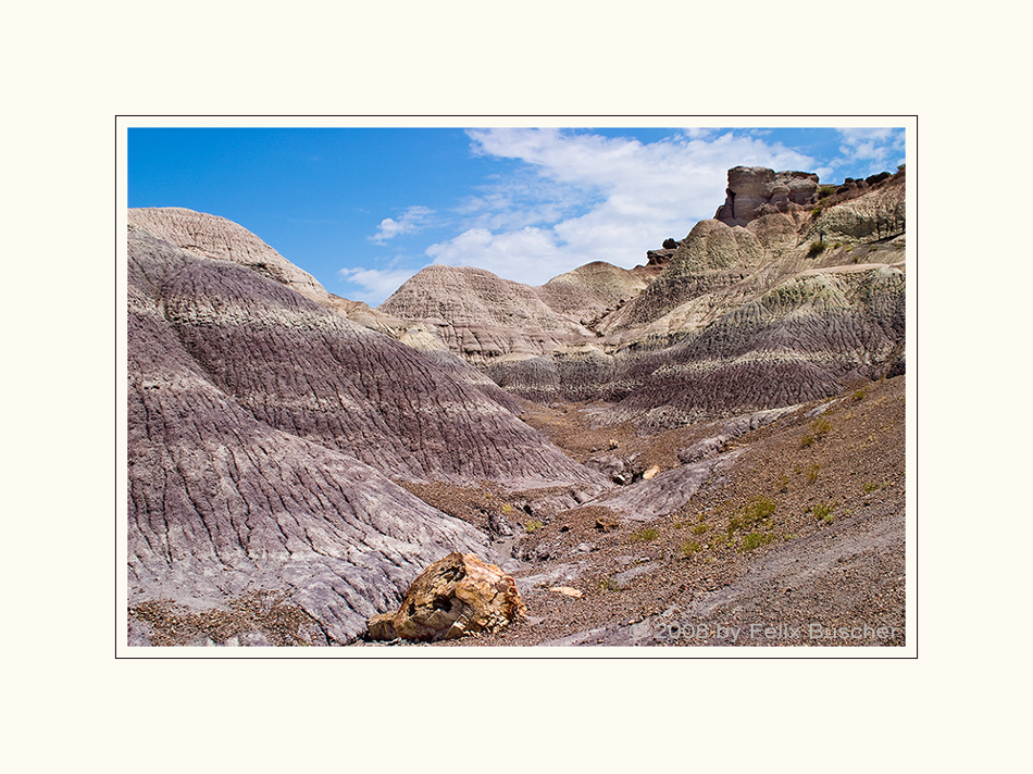 Petrified Forest II