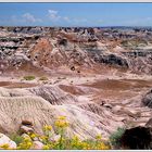 Petrified Forest National Park