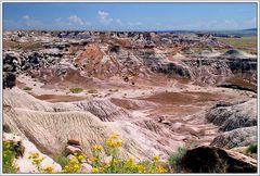 Petrified Forest National Park