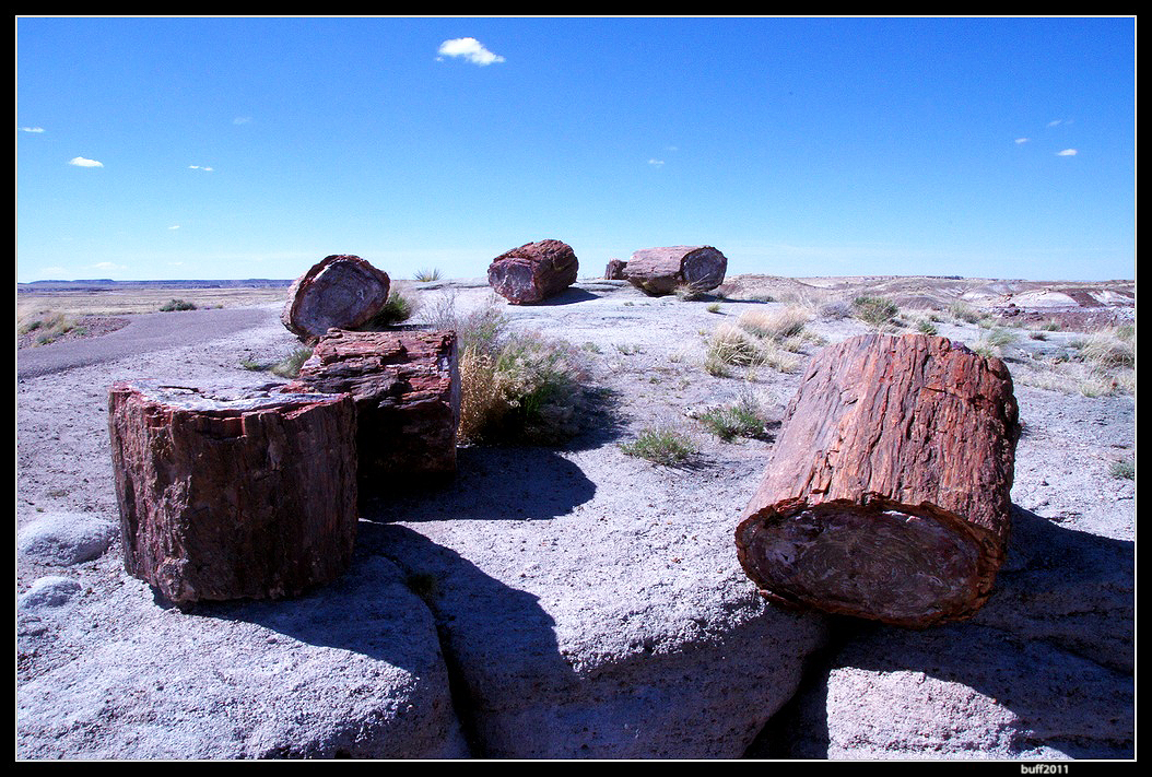 Petrified Forest National Park