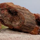 Petrified Forest N.P.