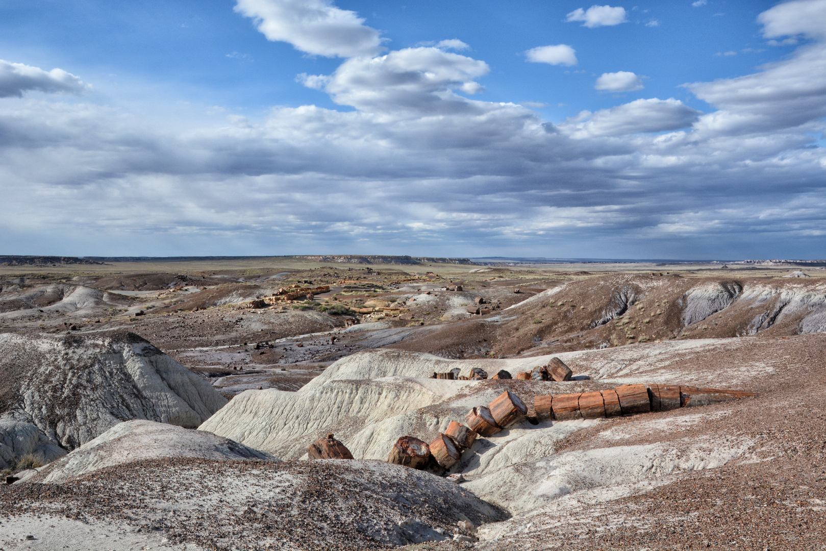 Petrified forrest