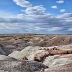 Petrified forrest