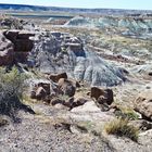 Petrified Forrest 