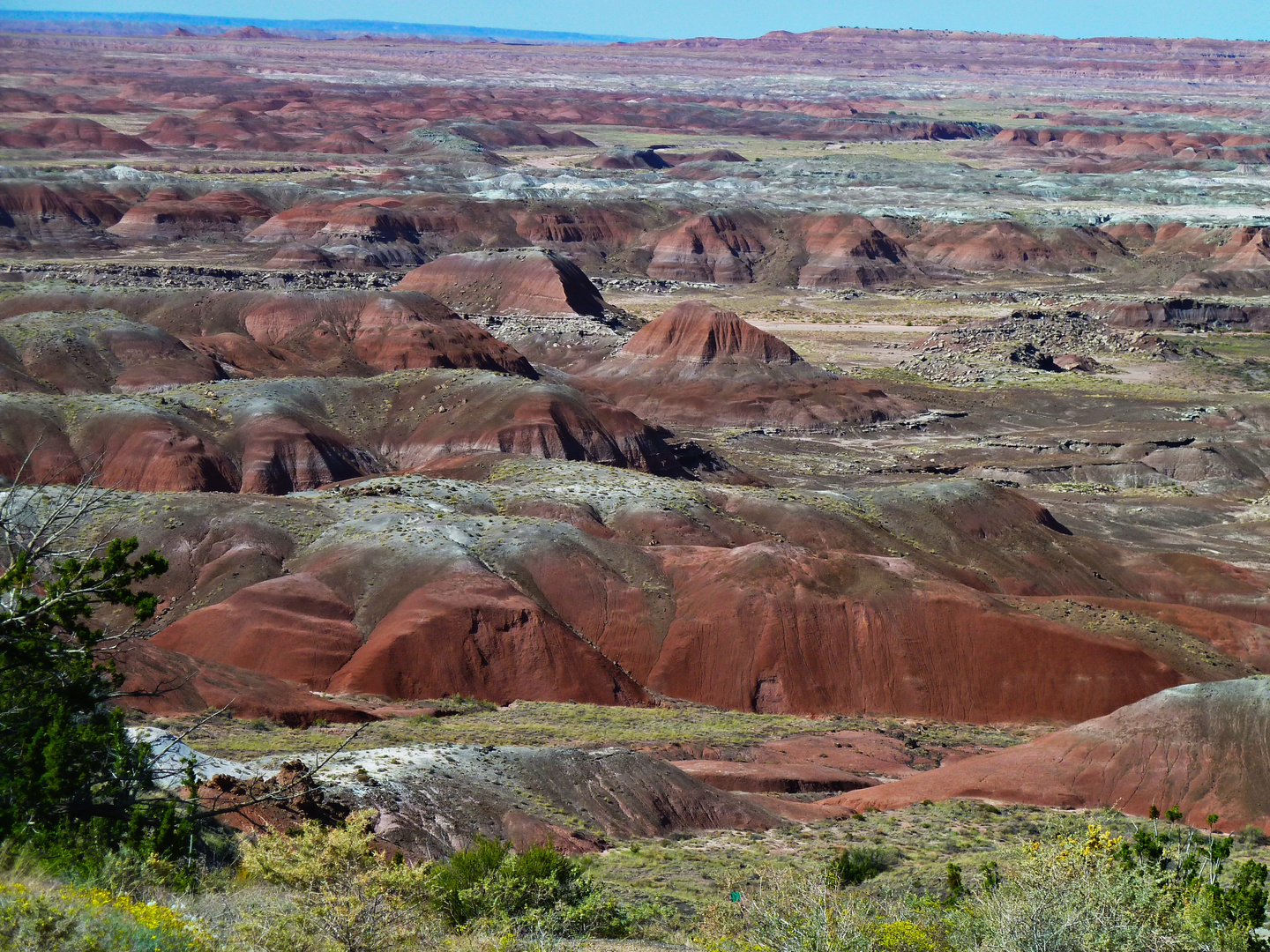 Petrified Forrest View