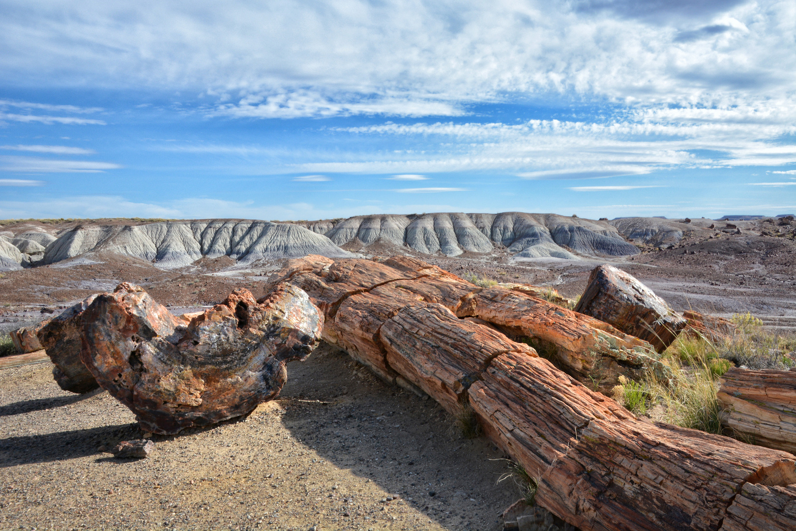 petrified log