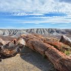 petrified log