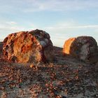 Petrified Logs