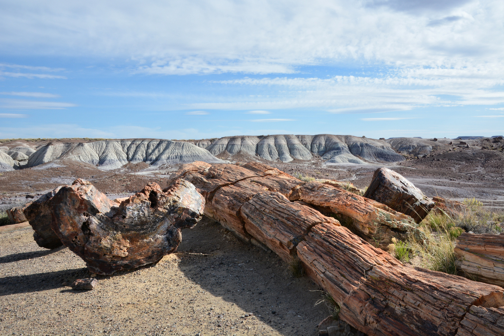 petrified logs