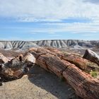 petrified logs