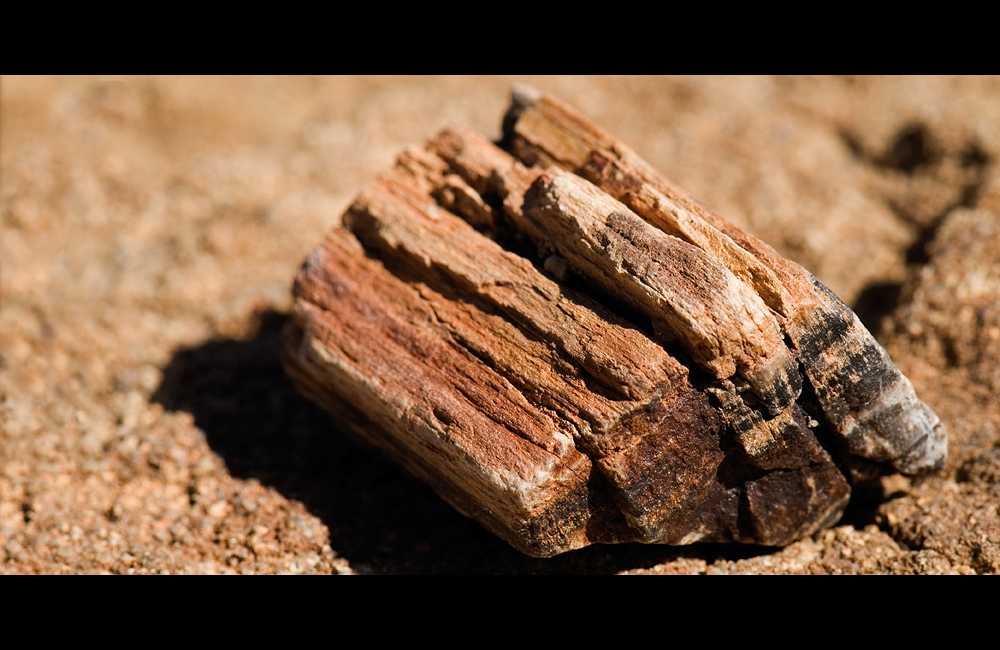 petrified wood