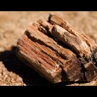 petrified wood