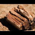 petrified wood