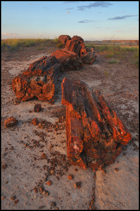 petrified wood