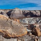 Petrified Wood