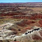 Petrifield Forest NP